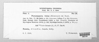 Peronospora viciae image